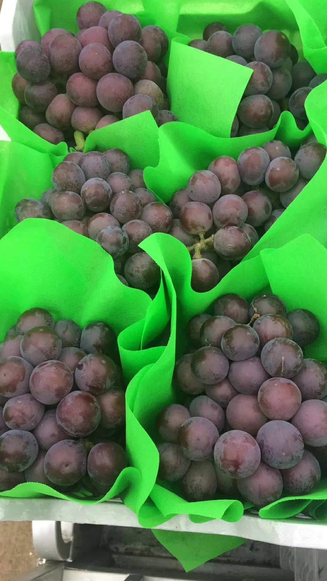 Professional Supplies Not Easy Perishable Purple Grapes for Wholesale