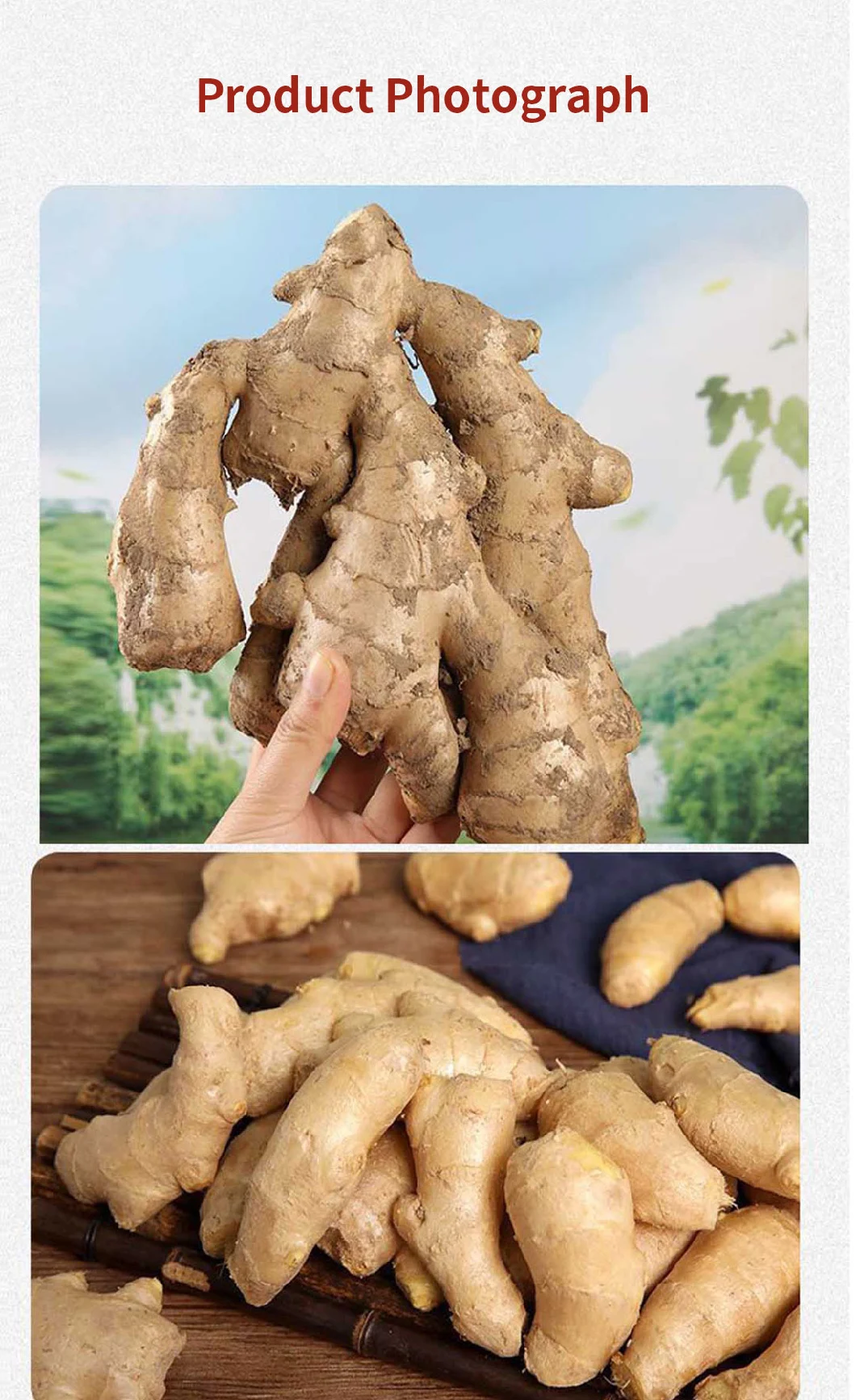 Chinese Wholesale Fresh Selected Ginger in Cartons Fresh Ginger with Brc Smeta Organic Certificate