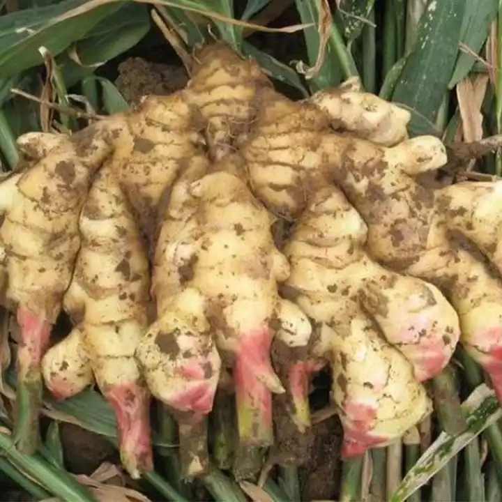 Fresh Dry Jengibre Buy Dried Ginger Buyers for Wholesale China Ginger Organic Ginger Fresh Food Ginger Health Food Dried Ginger for Sale Cheap Price