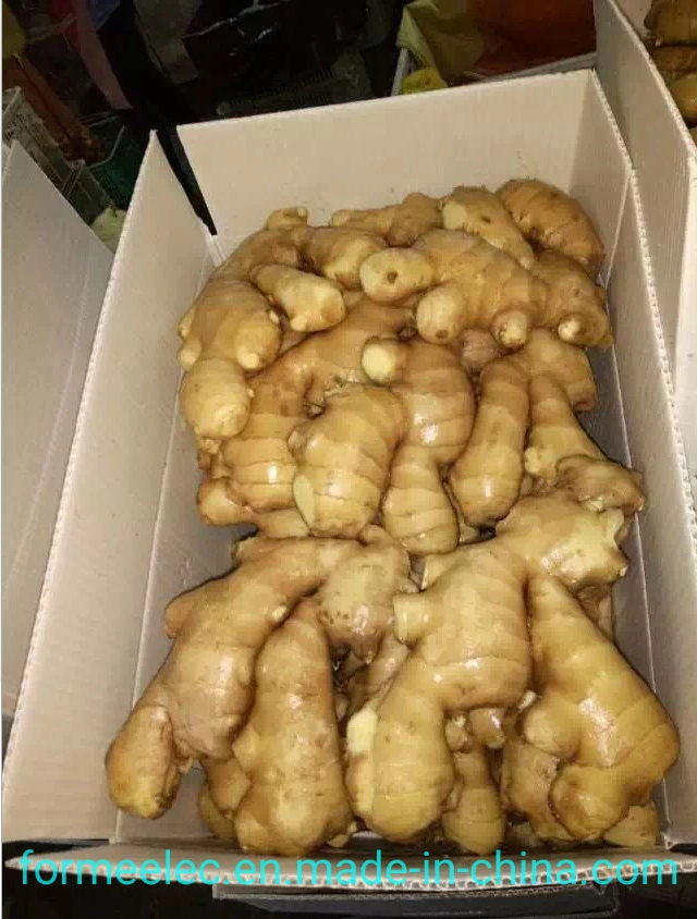 China Dry Ginger Chinese Ginger Air-Dried Ginger Fresh Ginger