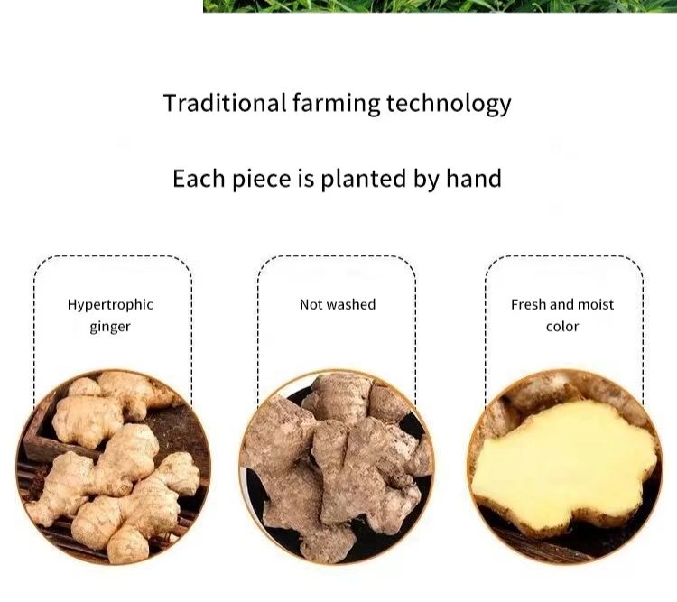 Chinese Agriculture Health Food Fresh Ginger with Brc Smeta Organic Certificate