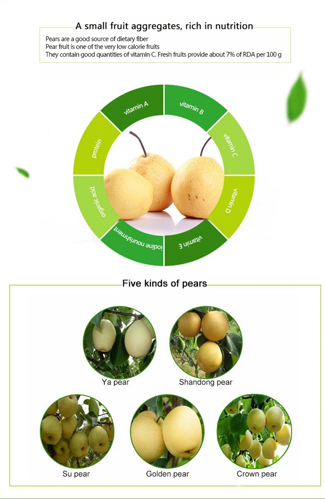 Asian Fresh Singo Pear Organic Korea Pear Sweet and Moisture High Quality Pear From China