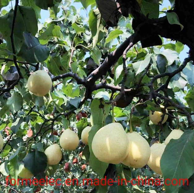 Fruit Pear Chinese Pear White Pear Hebei Ya Pear