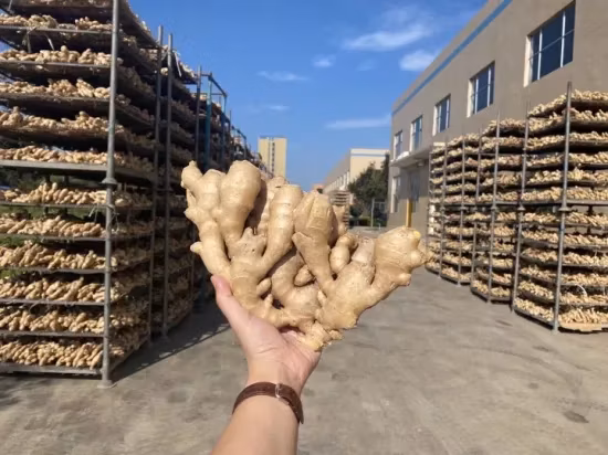 Biolebensmittel: Frischer Ingwer in kleinen Netzbeuteln. Gengibre Bio-Ingwer. Frischer grüner Ingwer