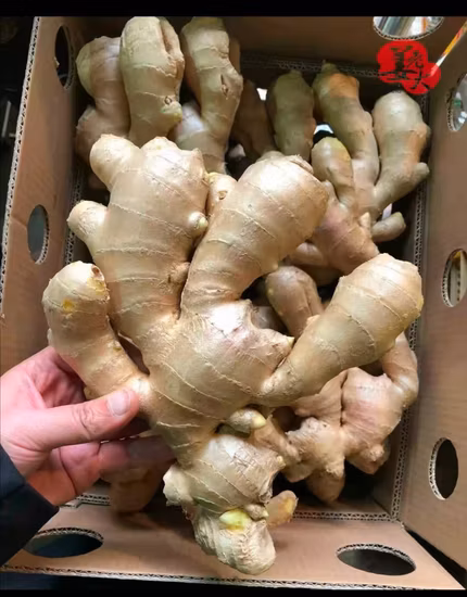 Ausgewählter köstlicher gelber, luftgetrockneter Bio-Ingwer aus China