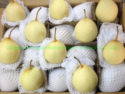 Neue köstliche Ya-Birne für den Export in südamerikanische Märkte
