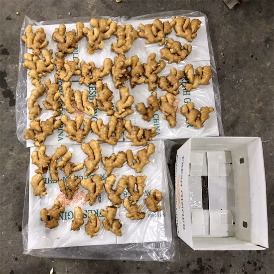 Neue Ernte China Origin Größe 100-150-200-250g aufwärts Superqualität Günstiger Preis Frischer Ingwer Dubai-Ingwerpreis