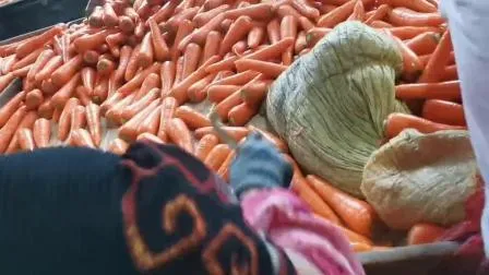 Neue Ernte, frische China-Karotte, rote Karotte