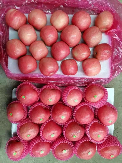 China Fruit Fresh Full Red FUJI Apfel
